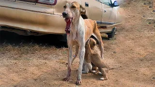 Mother Dog With a Broken Jaw Still Feeds Her Puppies | Emotional Dog Rescue