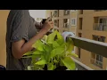 MANAMEY -- Music By Sarah Black - Independent Artist - Video By Viscom Students