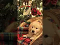Christmas wallpapers