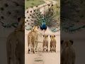 Download Lagu Peafowl bird sound 🦚 Peacock’s Feather Display Leaves Lion Cubs Speechless 😳 Amazing Peacock Dance!