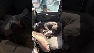 !  #fyp #dream #doberman #pets #youtube