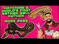 Hatching a WORLD S FIRST Batman Ball Python