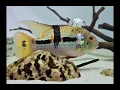 Golden Gorgeous and Low-Key Savage Yellow Acara Explained