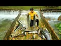 Download Lagu Harvesting Giant Fish from Homemade Fish Traps - Traditional Fish Traps
