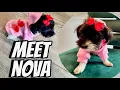 Lagu INTRODUCING MAMADEE NEW PUPPY TO OUR CHANNEL