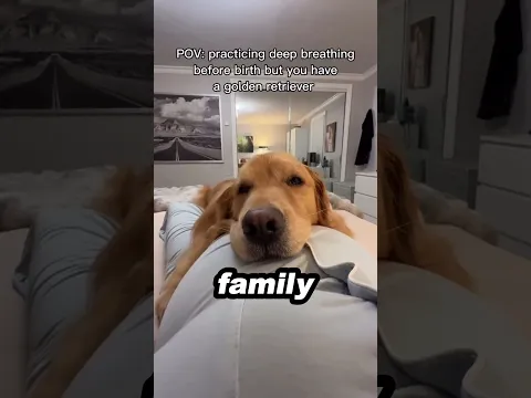 Golden Retriever Loses Her Puppiesβ¦ Then This Happens π’