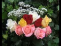 Rose Rose I Love You - Zainal Alam