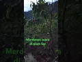 Lagu Suara binatang di hutan ‼️menjadi alarm yang indah