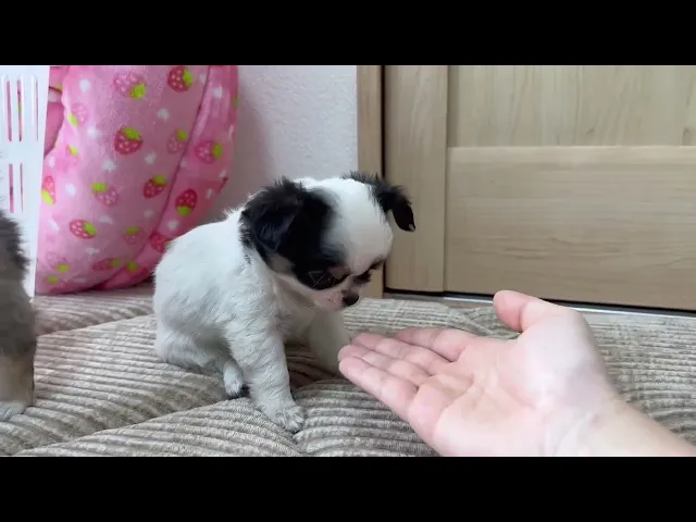 動画