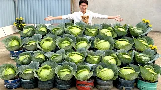 Super Easy Cabbage Growing Tips – Perfect for Complete Beginners!