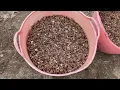 Black walnut processing - material before and after cracking