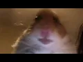 HAMSTER CALLING MEME 1 HOUR