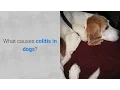 What causes colitis in dogs 6 causes