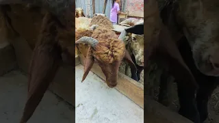 الا عنده غنم زينا نقوله يااا عمنا تااابع01020119289 ـ 01124869673 