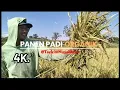 Download Lagu Success Harvest | Panen Padi Organik Musim Kemarau di Era Perubahan Iklim #video