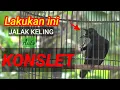 Download Lagu perawatan harian JALAK KELING agar Lekas Rajin berkicau dan KONSLET
