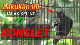 Download perawatan harian JALAK KELING agar Lekas Rajin berkicau dan KONSLET MP3