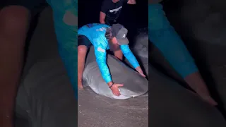 ظهور أسماك القرش علي الشاطئ هذة الفترة 