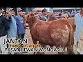 Download Lagu HARGA SAPI JANTAN ARGA 17 - 20 JUTA DI PASAR HEWAN WONOASIH KOTA PROBOLINGGO