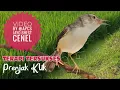 suwara pikat burung klik2 / ciwah anti Zong!!!