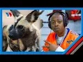 Download Lagu WIMBO WANGU WA MBWA MWITU NI STORI YA KWELI ILIYOWAHI KUTOKEA NYUMA - LUNYA