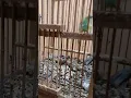 Download Lagu si hijau boss ku banyak.....