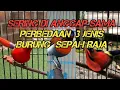 Download Lagu Perbedaan jenis-jenis burung sepah raja