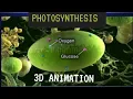 Photosynthesis 3D animation