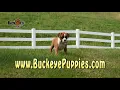 Boxer Puppies