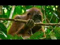 Nature's Most Extraordinary Moments Narrated by Sir David Attenborough | BBC Earth
