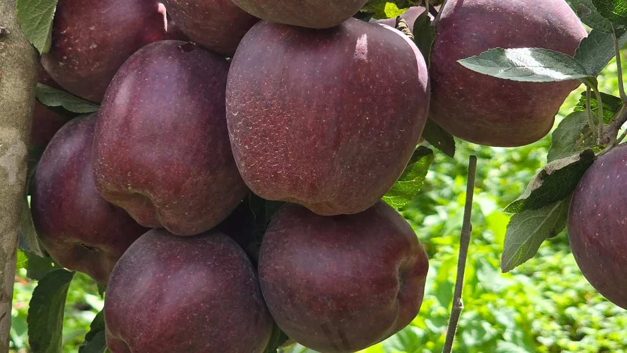 “Apple Orchard Dreams 🍏 | Plantation of Multiple Varieties”#apple#farmer#varieties#dirang#westkameng