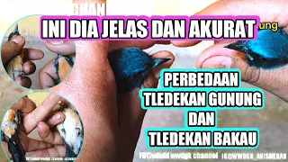 Download PERBEDAAN TELEDEKAN GUNUNG DAN BAKAU PALING AKURAT, di pegang di trawang secara langsung MP3