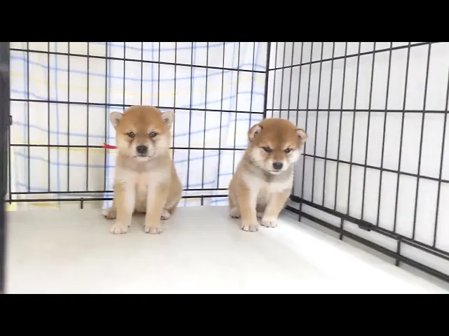 動画