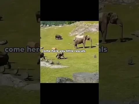 Elephant Madness