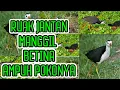Download Lagu |SUARA RUAK RUAK|RUAK JANTAN MEMANGGIL SANG BETINA MANTAP