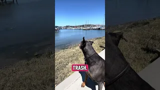 Someone on the dock grabbed it when it drifted over. 💜⛵️ #Fyp #dream #doberman #pets #YouTube