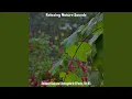 Download Lagu Burung Kecil yang Kuat