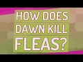 How does dawn kill fleas
