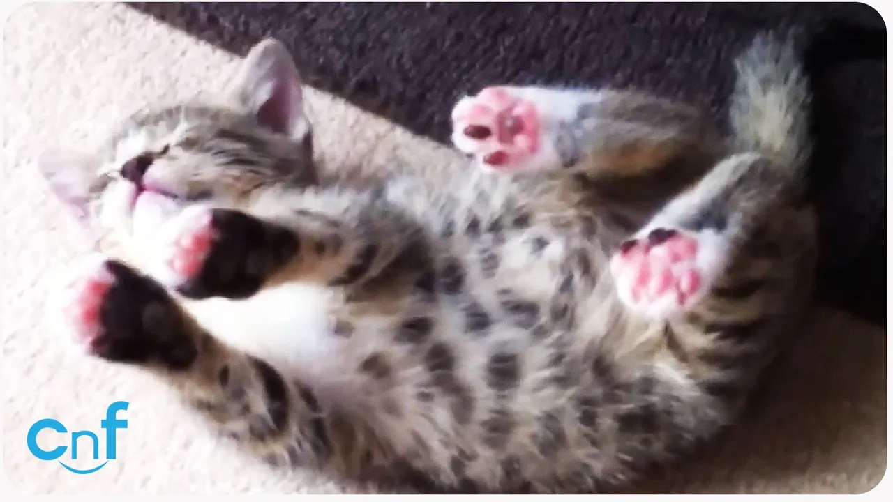 Cute Cat Falls Asleep Playing | Play Dead