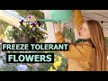Download Lagu Which Flowers Grow in Winter Season - Cold Tolerant Plants