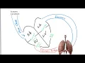 Concept Map Blood Flow Through the Heart and Lungs