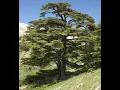 Download Lagu Waarom de ceder van Libanon de meest legendarische boom ter wereld is