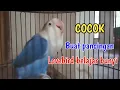 Download Lagu Suara lovebird ngekek panjang cocok buat pancingan lovebird paud belajar bunyi