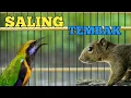 Download Lagu ISIAN TUPAI KELAPA ❗❗ MASTERAN CUCAK CUNGKOK ISIAN TUPAI KELAPA DURASI PANJANG