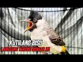 Lagu Suara burung Kutilang Gacor Pancing Emosi KUTILANG Bisu Auto Nyaut Tarung