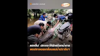 แตกตื่น! ปลากระโห้ยักษ์น็อกน้ำตาย พบปลาลอยเกลื่อนแม่น้ำปราจีนฯ
