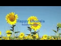 Happy Ukulele Background Music For Videos (Royalty Free)