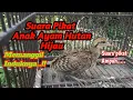 Download Lagu SUARA PIKAT ANAK AYAM HUTAN HIJAU MEMANGGIL INDUKNYA / TEMAN NYA.