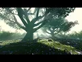 A Big Tree In The Sun Motion Graphics - hive template