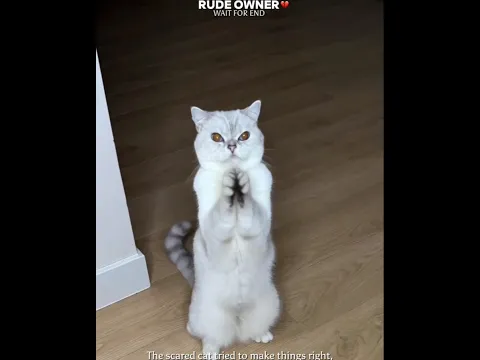 This Cat Just Wanted Some Love 💔🥺 || #shorts #catlovers #petlovers #cute #emotional